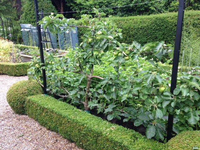 apple espalier